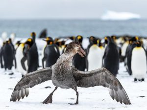 Буревестник и пингвины